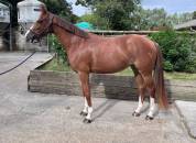 vends jument 4 ans SF