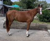 vends jument 4 ans SF