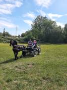 Hengst Fries Te koop 2018 Zwart ,  Feico (nld) fri