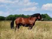 Trait ardennais