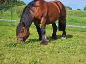 Trait ardennais