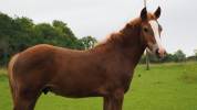 Poulain PFS