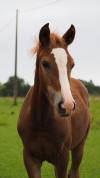 Poulain PFS