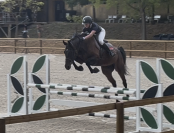 Hongre 5 ans Rudy BW