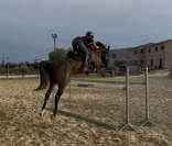 Hongre 5 ans Rudy BW