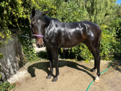Hongre 5 ans Rudy BW
