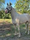 Poneys connemaras 