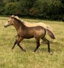 poulain PFS sport taillle D