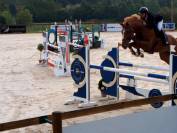 Jument SF 7 ans