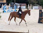 Jument SF 7 ans