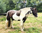 Jedi - hongre de 6 ans croisé gypsy cob x percheron