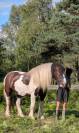 Jedi - hongre de 6 ans croisé gypsy cob x percheron