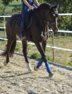 Ruin KWPN Nederlands sportpaard Te koop 2018 Donker bruin / bai ,  FLYNN