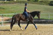 Ruin KWPN Nederlands sportpaard Te koop 2018 Donker bruin / bai ,  FLYNN