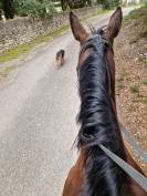 Demi-pension cheval 