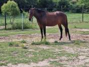Demi-pension cheval 