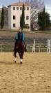 Demi-pension cheval 