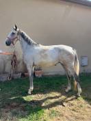 CHEVAL HONGRE NE EN 2022
