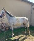 CHEVAL HONGRE NE EN 2022