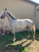 CHEVAL HONGRE NE EN 2022