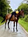 Cheval Pur Sang Hongre