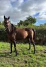 A VENDRE POULINIERE PLEINE