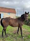 A VENDRE POULINIERE PLEINE