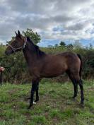 A VENDRE POULINIERE PLEINE