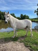 PONEY CONNEMARA POULINIERE
