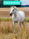 Broodmare Connemara For sale 2018 Grey