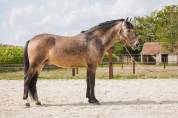 Broodmare Connemara For sale 2018 Grey