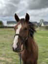 Poney OC (pfs) taille D, un an