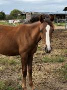 Poney OC (pfs) taille D, un an