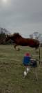 Poney à vendre ou à louer 