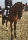 Cheval à vendre