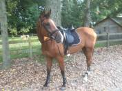 Cheval à vendre