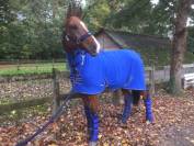 Cheval à vendre
