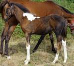 Poulain paint horse 
