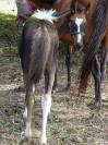 Poulain paint horse 