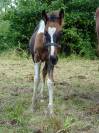 Poulain paint horse 