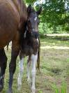 Poulain paint horse 