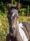 Poulain paint horse 