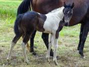 Poulain paint horse 