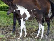 Poulain paint horse 