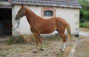 Poulain 2 ans Itoki x Calvaro