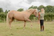 Cara, magnifique jument palomino de 12 ans pour loisir 