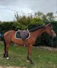 Poney PFS HC