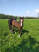 Poulain SF pleins papiers.