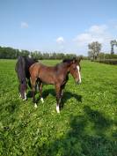 Poulain SF pleins papiers.