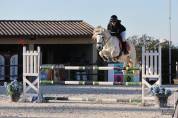 Caballo entero Connemara En venta 2017 Tordo por ICE AND FIRE D'ALBRAN
